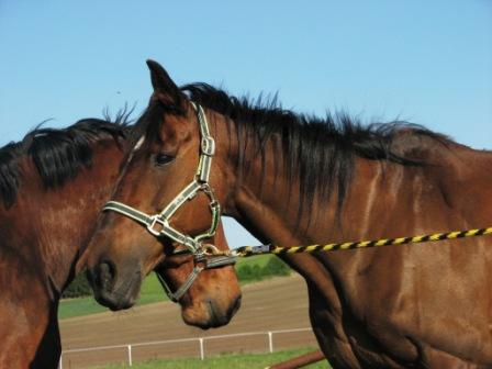 Nalda happy horse